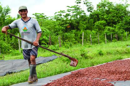 Farmer raking cacao