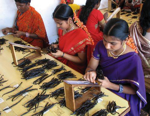 women in India sorting vanilla beans